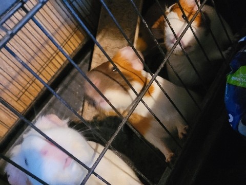 Guinea Pig – guinea  pigs – Fillmore