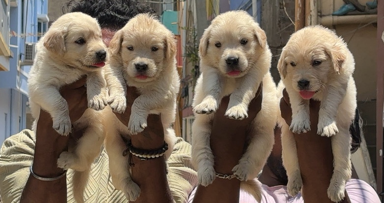 Golden Retriever – top quality golden retriever puppies