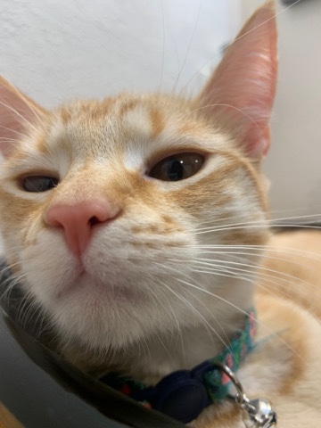 American Shorthair – Teresa