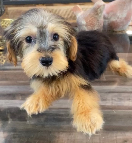 Yorkshire Terrier – Yorkshire terrier