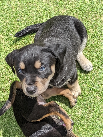 American Staffordshire Terrier – Adorable Amstaff X Smooth Fox Terrier Puppies