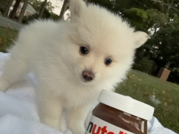 Pomeranian mini 