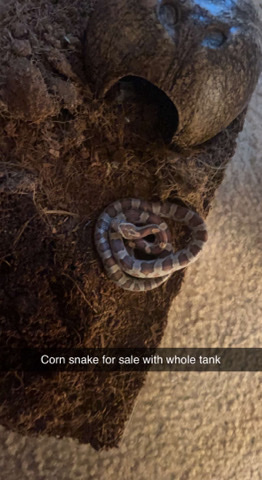 corn snake