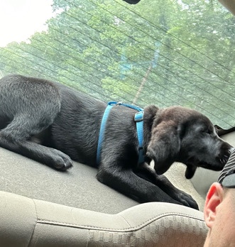 Labrador Retriever – Rocky