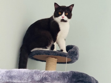 British Shorthair Choc bi colour Male Cat