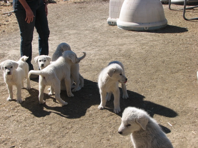 Akbash Dog – akbash puppies – Grand Junction
