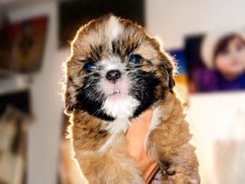 Shih Tzu – Shih tzu brown colour *** – Hyderabad