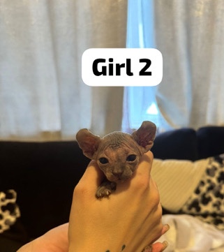 Sphynx – Amaizing Sphynx kittens
