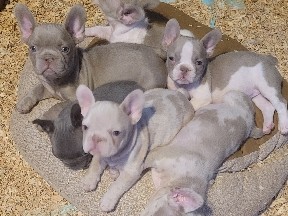French Bulldog – Akc exotic French Bull dog – Goodyear
