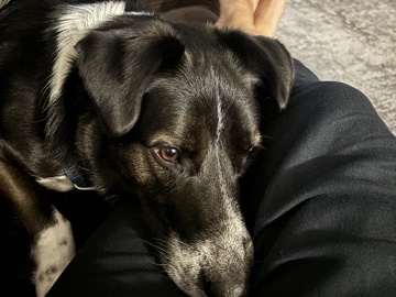 Sweet Sheppard Mix
