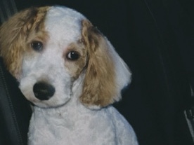 Cavapoo – 8 Month old Cavapoo