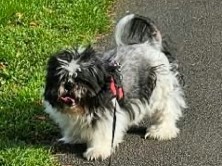 looking for a friend for my other dog – Halton
