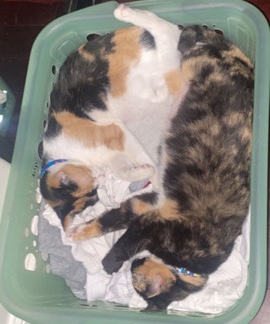 cat sisters for free