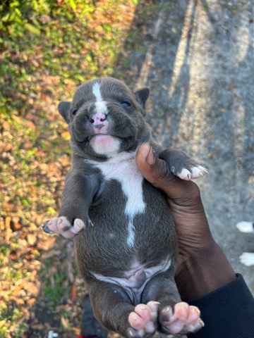Toy Bulldog – Mexican pocket bully’s