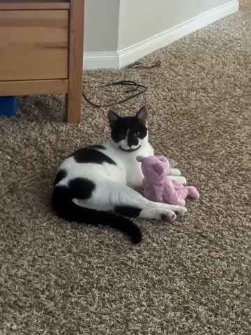 American Shorthair – rehoming my cat