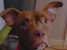 American Pit Bull Terrier β in search of a good home Free Beautiful DOG β West Columbia