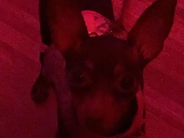 her name is daisy and she is a Miniature pinsher