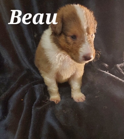 Rough Collie – Collie Puppies