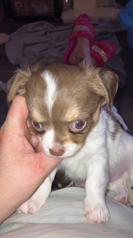 Chihuahua – pups