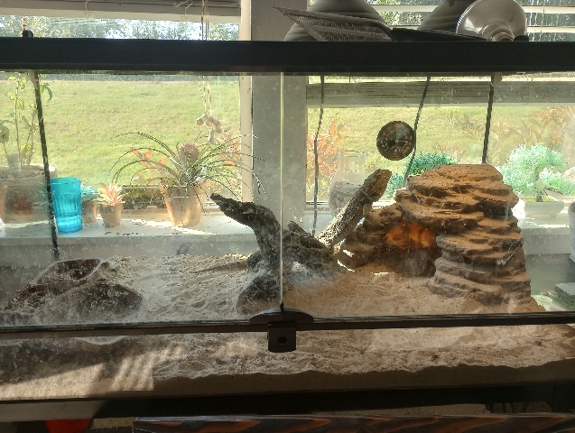 Bearded Dragon
