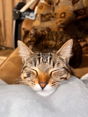 American Shorthair – Meet Sophie and Stella