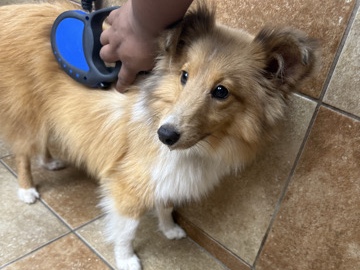Shetland Sheepdog – Hunter – McDonough