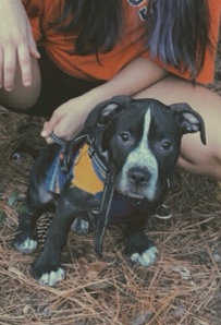 American Bully