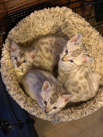Bengal – Bengal Kittens