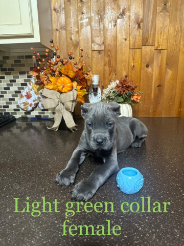 Cane Corso puppies