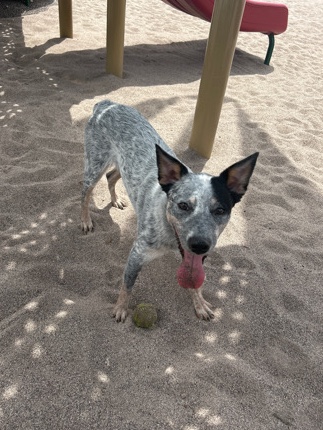 Sweet Queensland Heeler mix