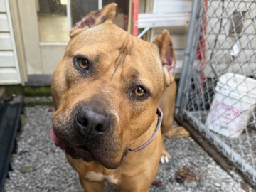 American Bulldog – Energetic American XL Bully – 3 Years Old – Goshen – Goshen
