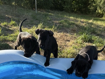 Labrador Retriever – Boxer-Labrador Welpen – Salching