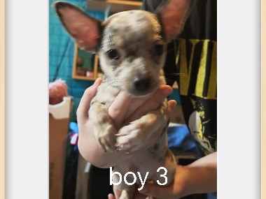 apple head chihuahua 