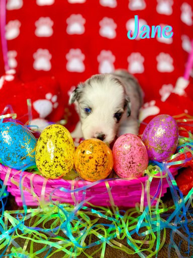 Australian Shepherd – Australian Shepard puppies