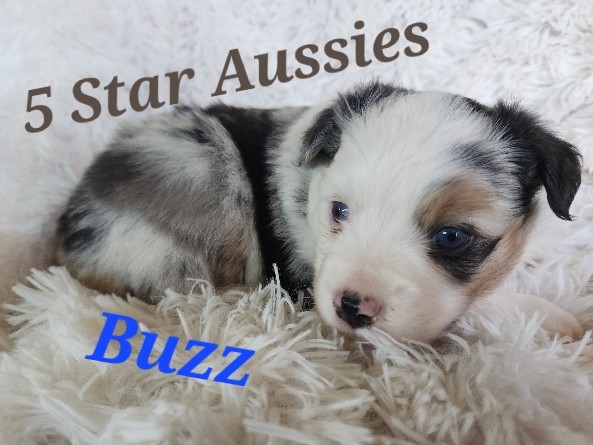 Australian Shepherd – ASDR Toy Aussies – Lubbock
