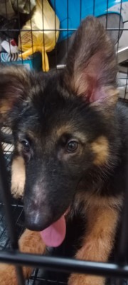 German Shepherd - GERMAN SHEPHERD PUPPY FOR SALE available for adoption in Koilambakkam