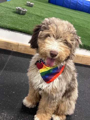 Australian Shepherd – Aussie Doodle Pup