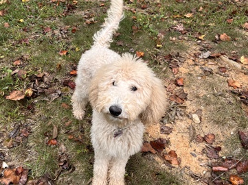 Goldendoodle – 10 Month Old Golden Doodle – Jonesboro