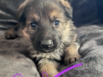German Shepherd – GERMAN SHEPHERD PUPPIES – PET HOMES ONLY – Elberta
