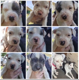 American Staffordshire Terrier – American Staffy Pups