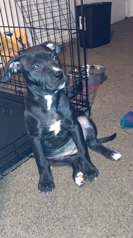 American Pit Bull Terrier – Pitbull Puppy