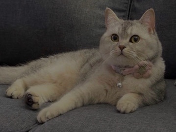 Scottish Fold – Lilly – Old Bridge
