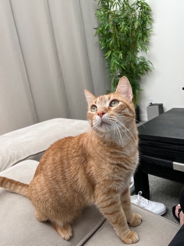 Leo