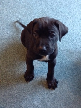 Cane Corso – Cane Corso