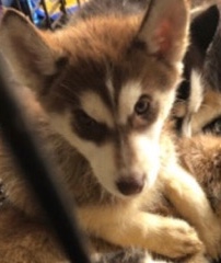Siberian Husky – puppy looking for a home