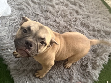 French Bulldog – French puppy – Raleigh