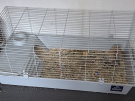 rabbit for sale with everything needed 