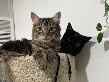 Russian White, Black and Tabby – Roy & Zim