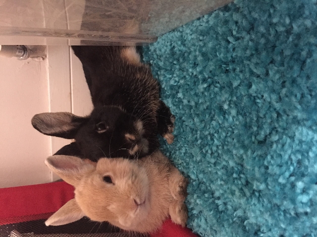 2 Beautiful Netherland Dwarfs