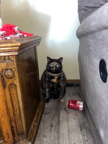 Maine Coon – My cat Luna needs a new home